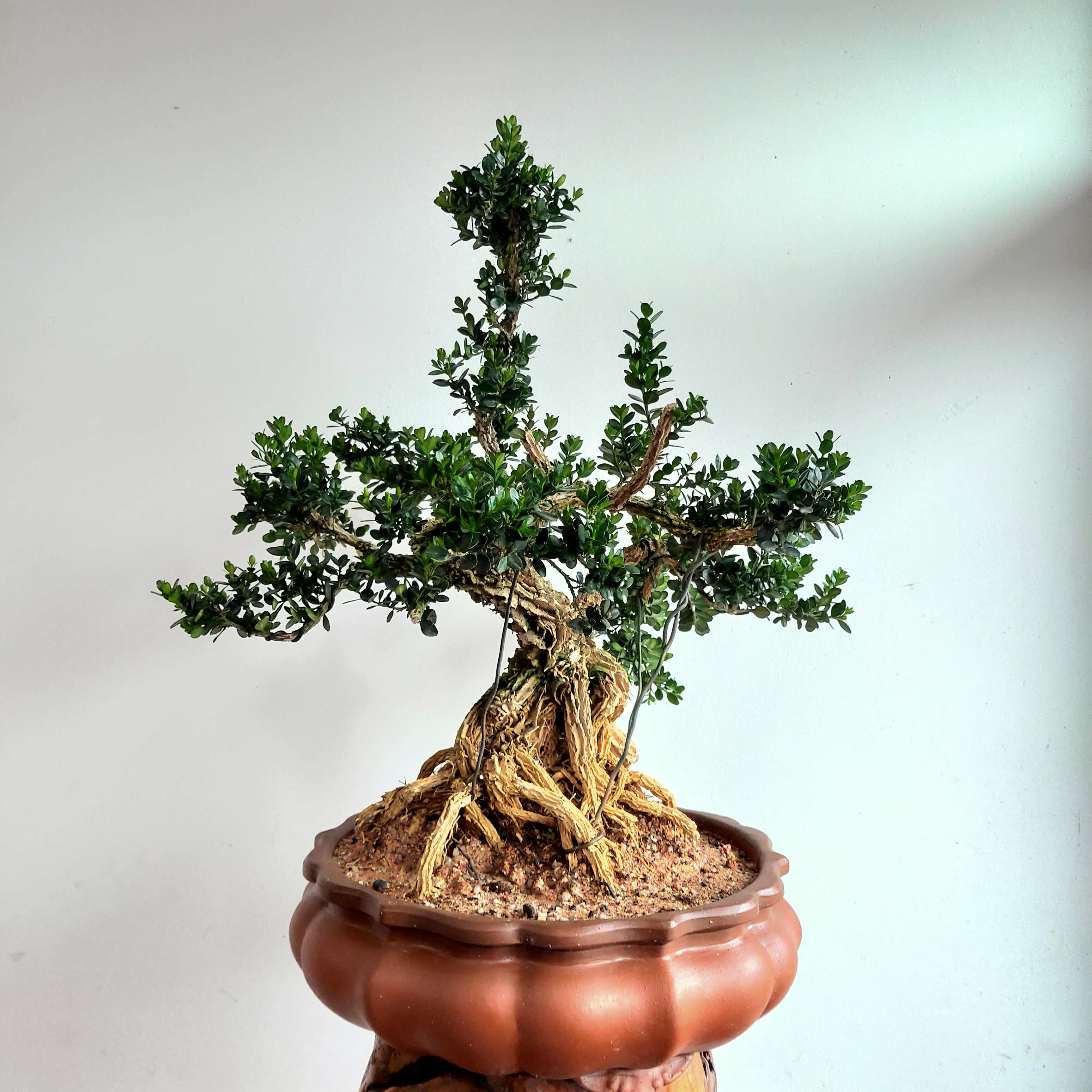 9黄杨盆景 龙鳞黑珍珠黄杨苗 小叶皱皮雀舌黄杨树老桩【新品种】已售