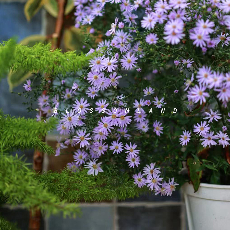 暖暖半岛 小卡罗 荷兰菊紫菀浅蓝色花卉耐旱耐热耐修剪多季节开花
