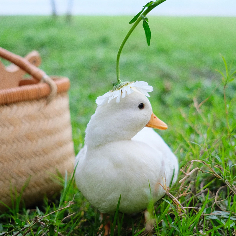 粉彩柯尔鸭图片图片