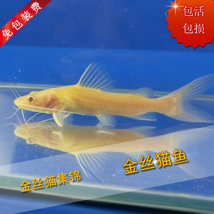 一折招财猫鱼活体_金丝猫鱼活体黄金招财猫鱼新手大型热带鱼观赏鱼