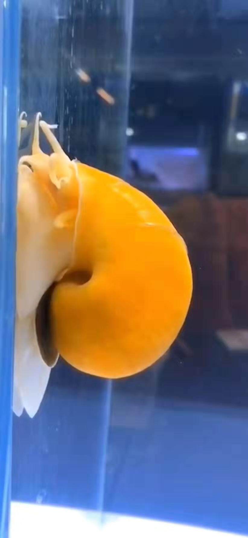 观赏螺除藻螺清洁苹果黄金螺神秘杀手吃鱼屎螺金刚螺清洁工具草缸