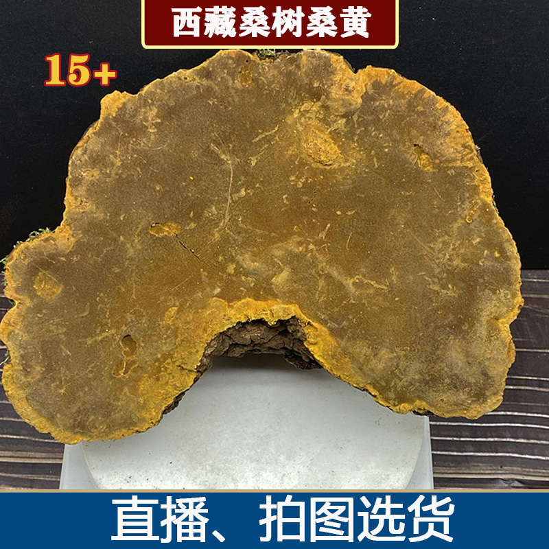 西藏桑树桑黄100g大个新货金边桑