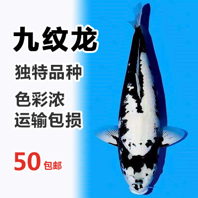 纯种日本锦鲤 活体 九纹龙 纯种活体大型观赏鱼风水淡水