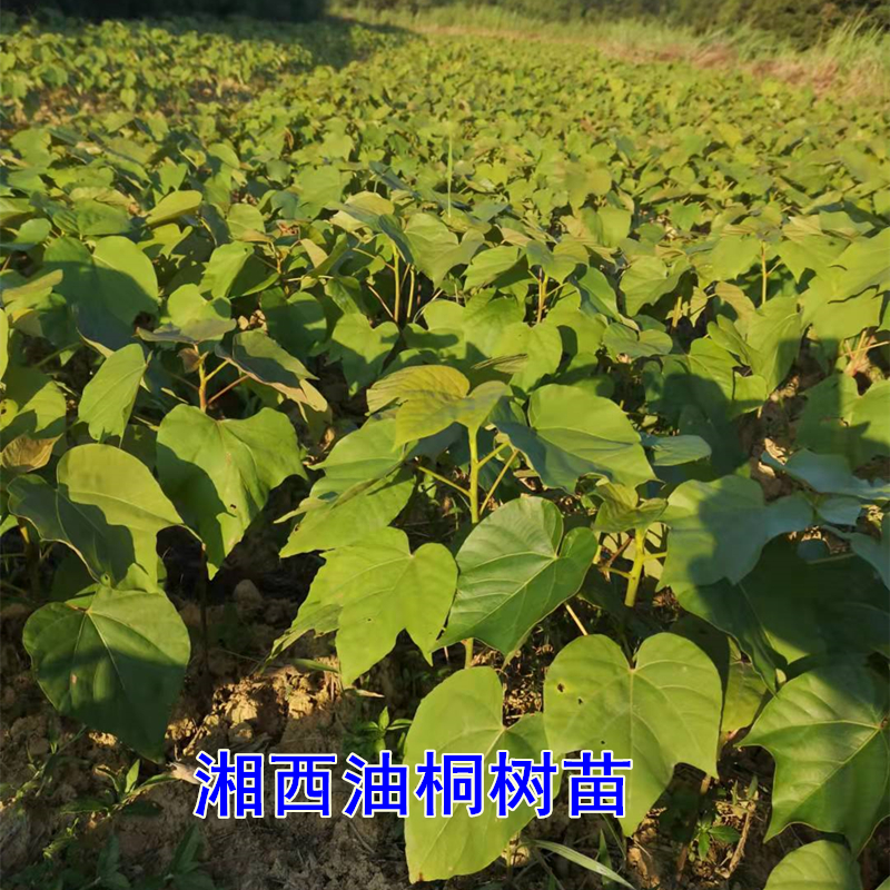 湖南油桐树苗桐子树种植苗园艺绿植桐油树种苗下单现挖50棵包邮