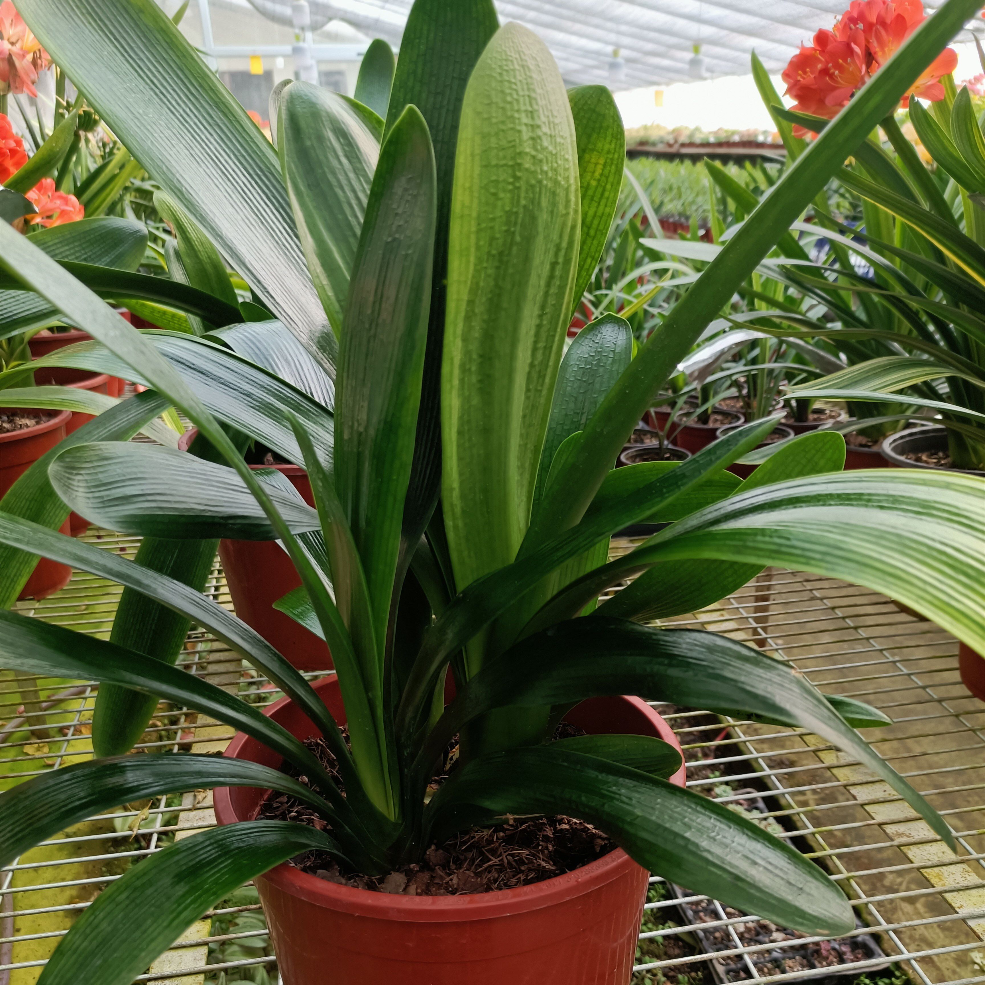 君子兰长春桌面绿植盆栽多头群兰四头绿植