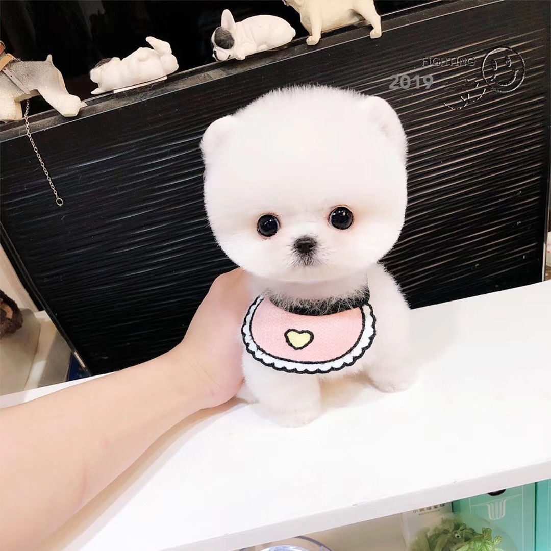 茶杯犬活物-特价促销-优惠券领取-价格|多少钱|什么