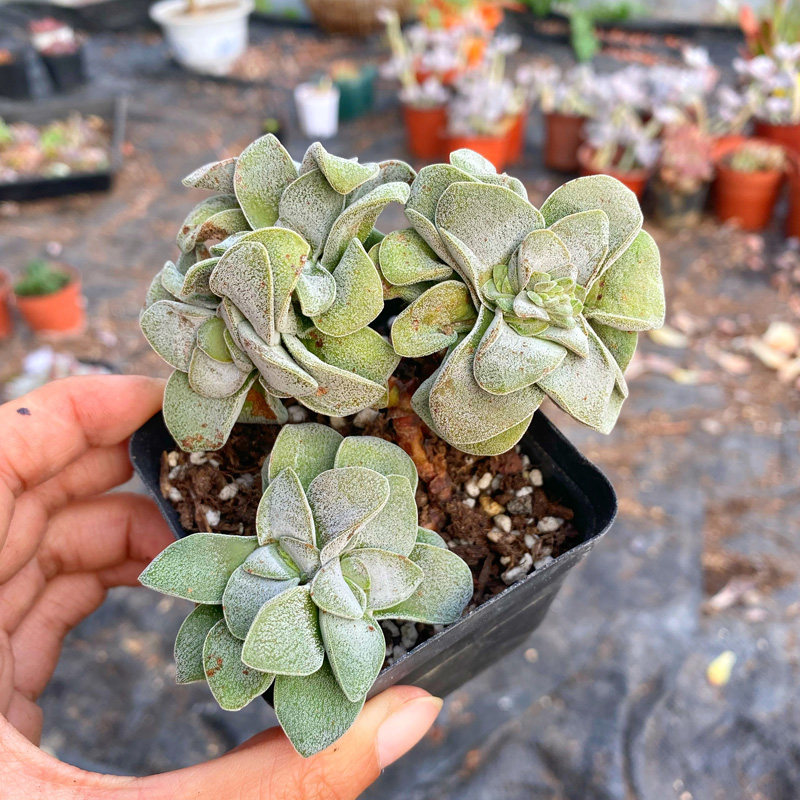 花巷多肉园艺大棚 吕千惠青锁龙属老桩老品种好养稀有一物一拍