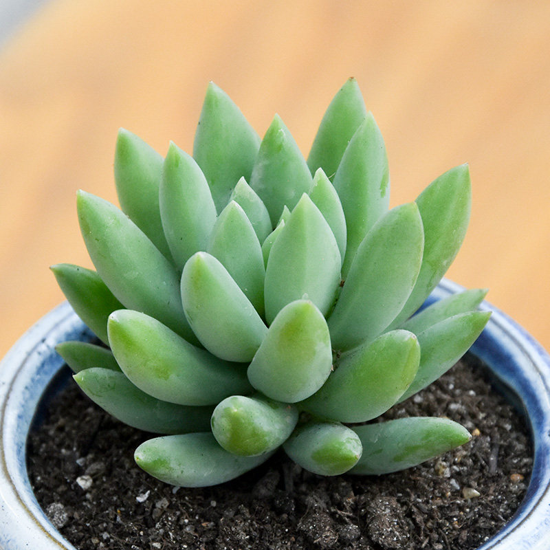 木之坊千佛手多肉植物玉珠莲办公室内绿植小盆栽花卉微景观小盆景