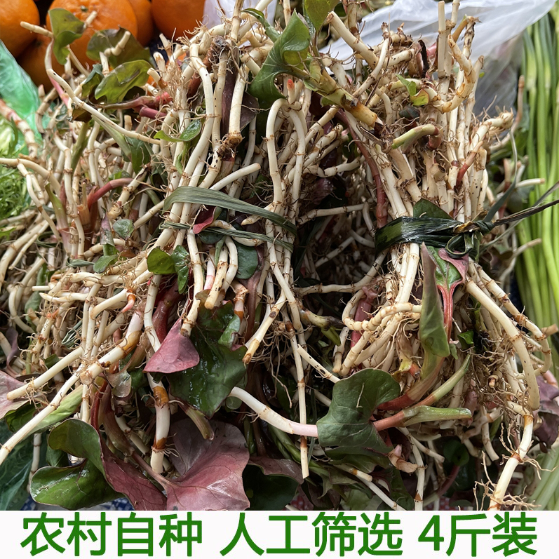 鱼腥草新鲜节节根农家现挖嫩根湖北凉拌节节根折耳根包邮