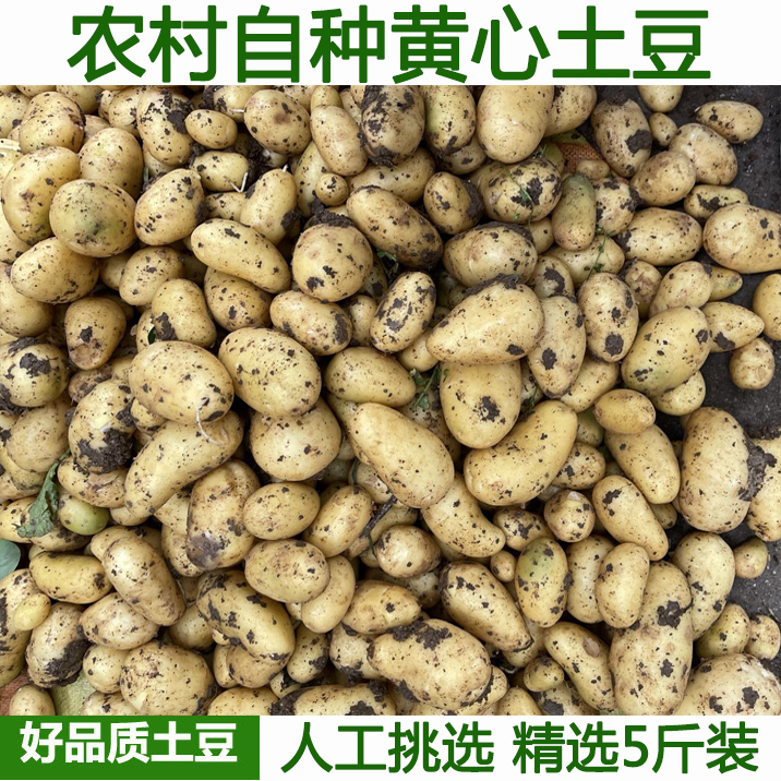 农村自种新鲜黄心小土豆 黄心土豆洋芋马铃薯新鲜农家自种蔬菜5斤