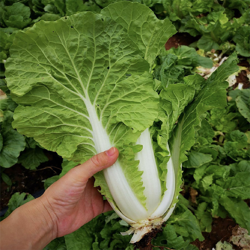 湖北高山农家自种新鲜五号白菜农家蔬菜绿白菜小白菜毛白菜快菜