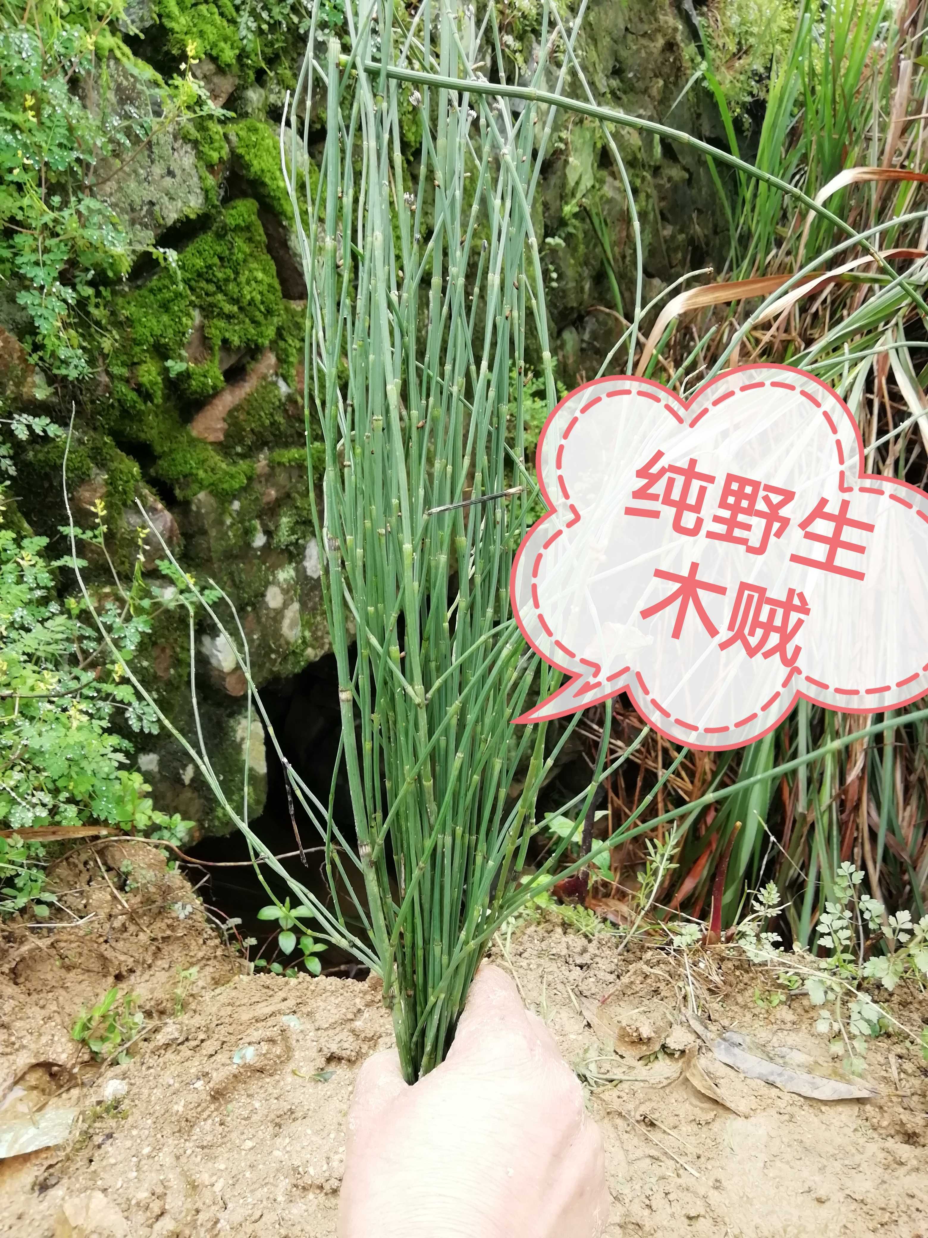 新鲜木贼现采全草野生 节节草 土木贼 节骨草千峰草500g草药包邮