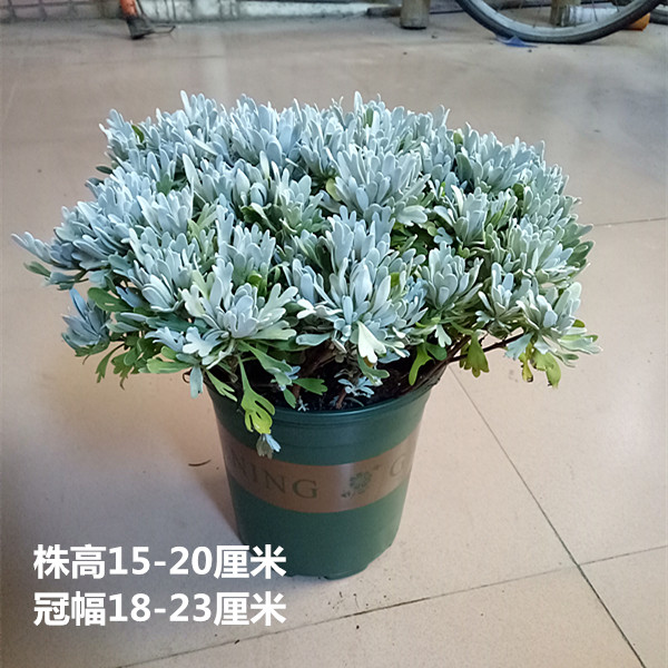 芙蓉菊花中草药绿植盆栽盆景阳台四季养耐寒清热食用雪艾白艾包邮
