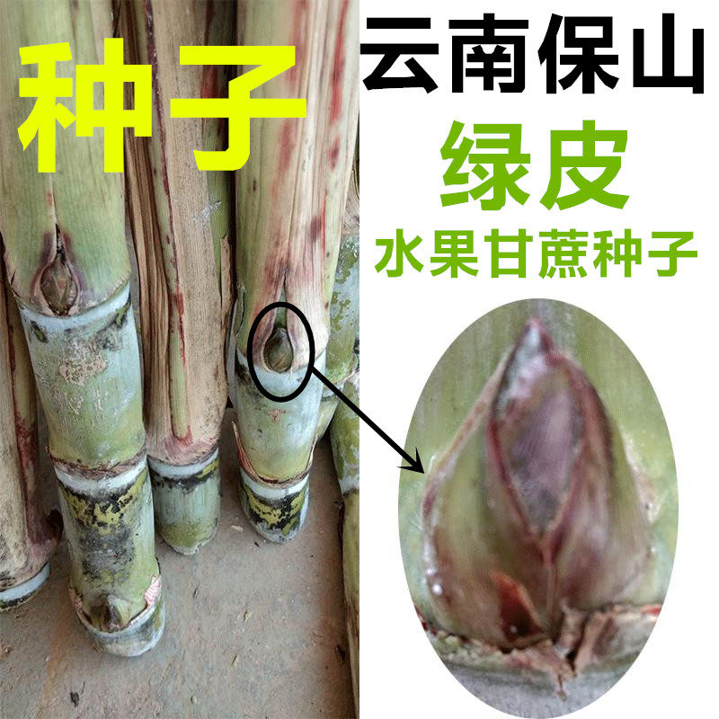 根4-3芽绿皮甘蔗苗高产水果脆心甘蔗种籽云南甜脆青皮甘蔗种子优惠券