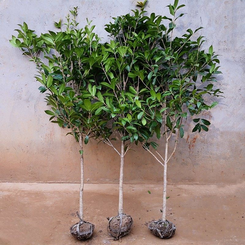 地栽大型四季桂花树苗庭院浓香花卉常青植物盆景金桂丹桂室内盆栽已售