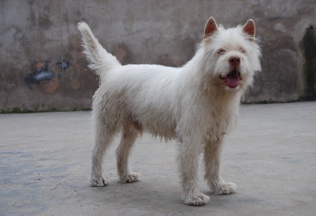 纯种下司犬幼犬下司犬猎犬贵州下司猎梗活体幼犬猎火梗杜高犬