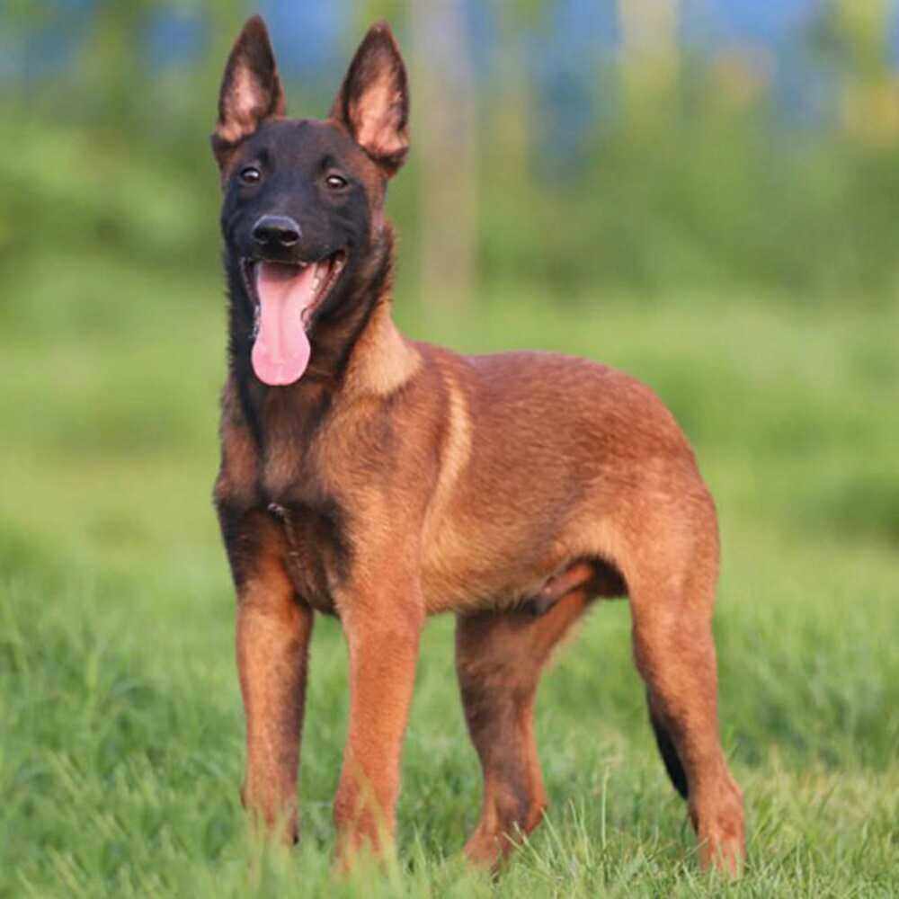 马犬幼犬活体马犬幼崽 比利时马犬纯种警犬狼狗护卫犬德国牧羊犬