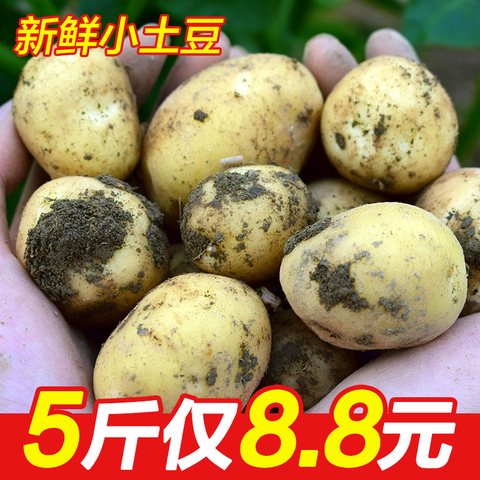东北小土豆5斤新鲜洋芋现挖非大土豆黄皮精品农家蔬菜马铃薯 包邮