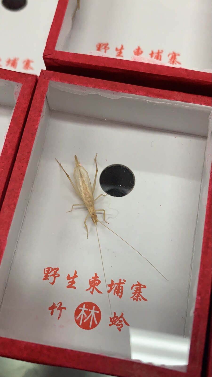 小林虫艺野生柬埔寨竹蛉宽翅竹蛉柬埔寨竹蛉活体鸣虫青竹蛉