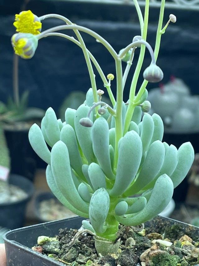 卡拉菲菊科厚敦菊属趣味开花多肉植物绿植盆栽花卉园艺