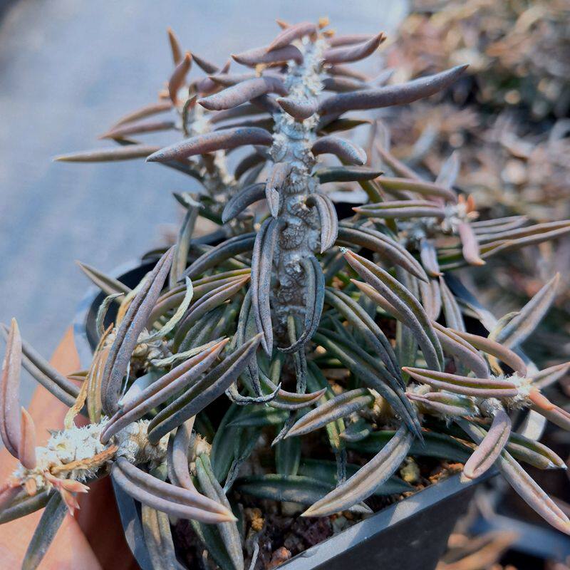 大棵寻仙园实生大戟筒叶麒麟块根造型盆景桌面防辐射趣味窗台