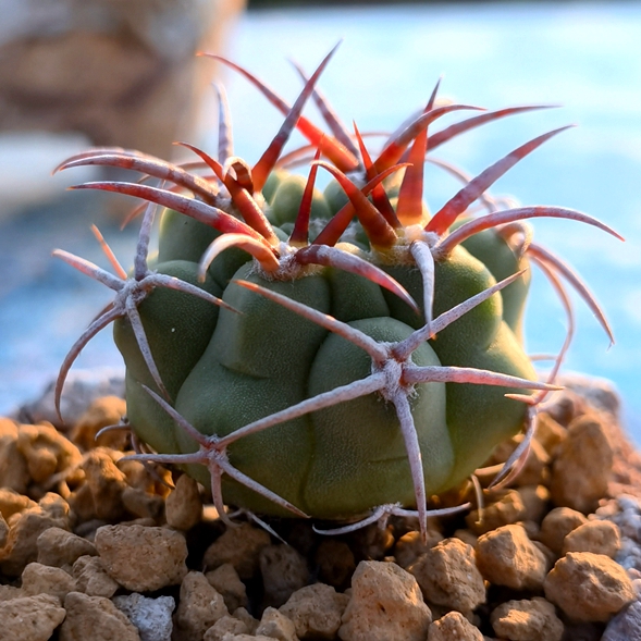 碧岩玉实生强刺仙人球多肉植物防辐射净化空气阳台窗台容易养