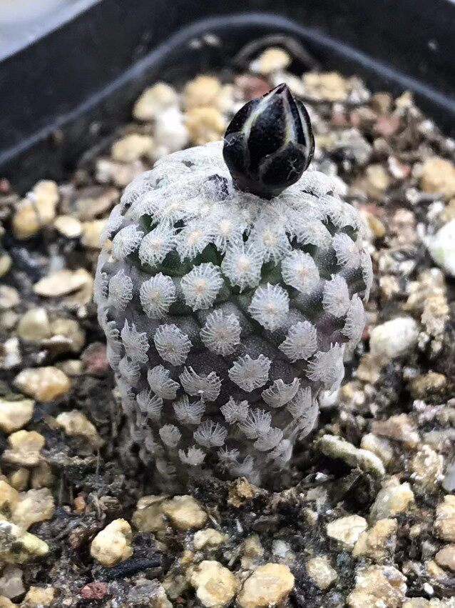 蔷薇丸实生母本开花株仙人球多肉植物绿植盆栽花卉园艺