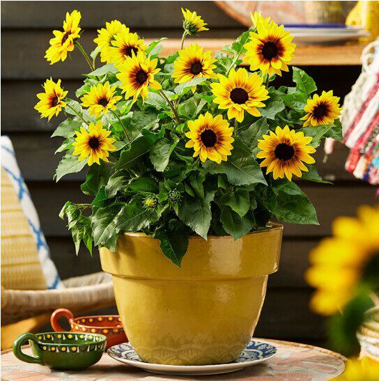 香微园艺光辉岁月超级向日葵盆栽苗带花苞四季开花阳台植物太阳花-mc