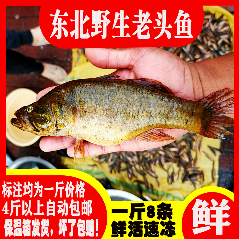 东北野生特大老头鱼鲜活速冻淡水鱼类4斤以上包邮