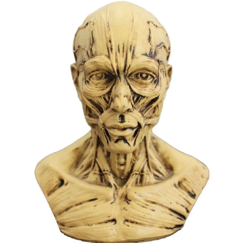 骷髅肌肉结构人体面部静物模型人头画室人物教学美术男性美容构造