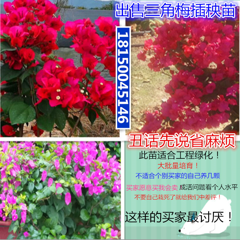实拍地被三角梅三角梅小苗勒杜鹃花苗三角梅树苗三角梅绿化苗