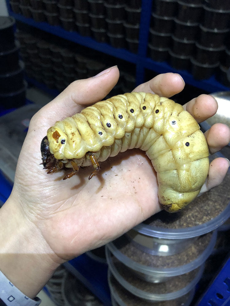 独角仙甲虫发酵木屑毛象长戟南洋大兜虫锹甲幼虫饲料产卵腐殖土4l