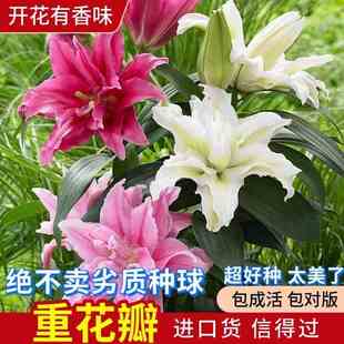 香水百合种球带芽耐寒四季盆栽室内外阳台花卉绿植种子浓香型花苗