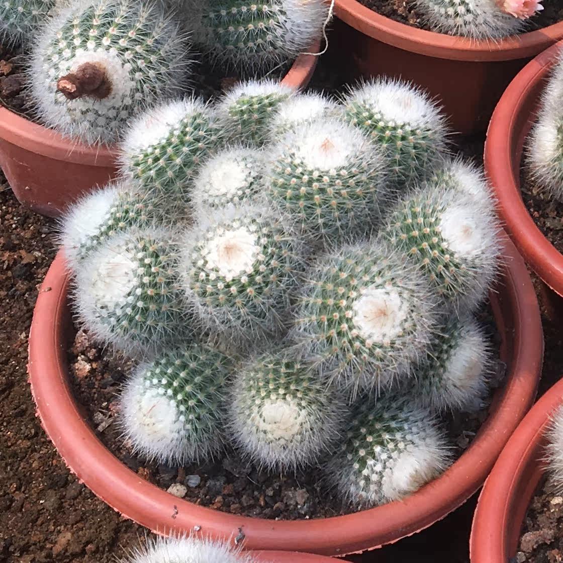 仙人球盆栽 防辐射 开花 超大_红芙蓉白芙蓉开花仙人球多肉群生多头