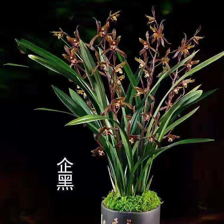 墨兰盆栽