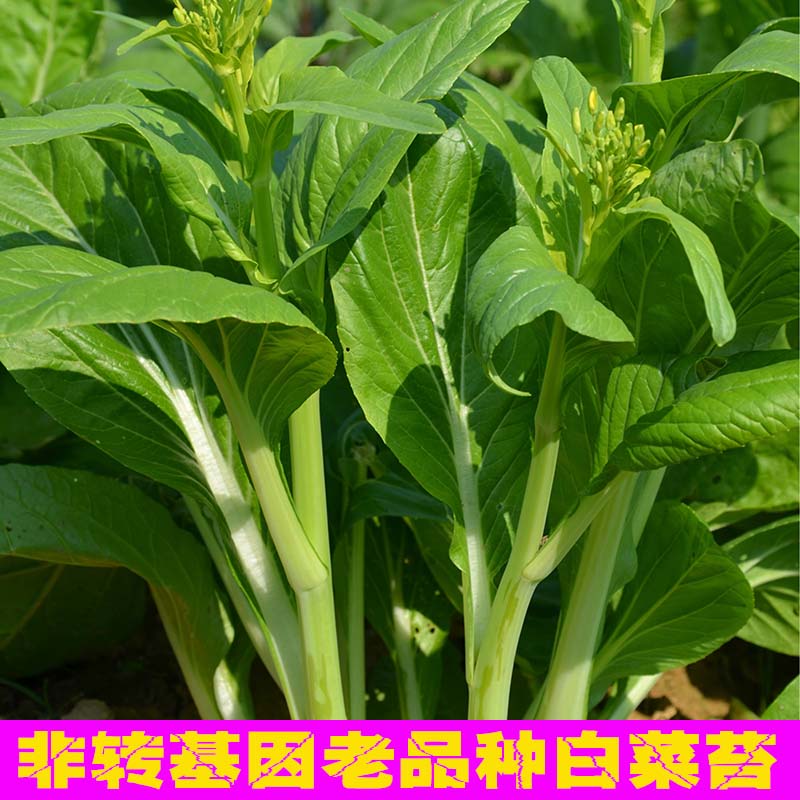 非转基因老品种四季甜菜心白菜心白菜苔薹种子四季播可留种