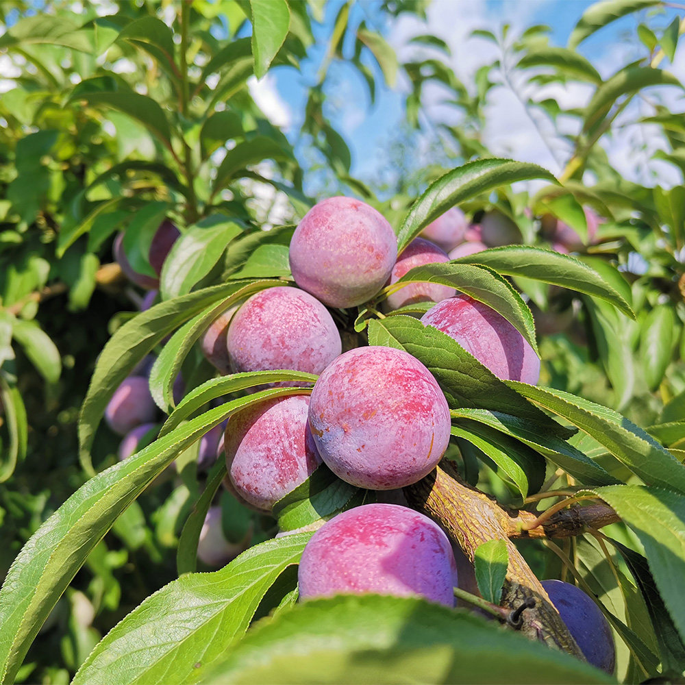 四川五月李子大果3斤5斤新鲜现摘酸甜脆爽李子