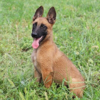 纯种马犬幼犬大型犬猎犬比利时警犬小狼狗德国牧羊犬活体宠物真狗