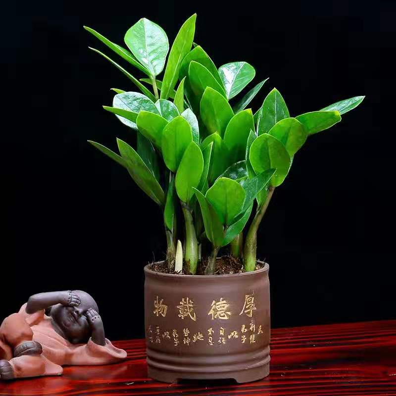 特价小发财树 摇钱树_金钱树盆栽植物室内水培招财树摇钱树净化空气