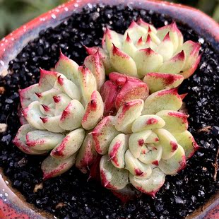 天天多肉日系沙罗姬牡丹群生肉肉多肉植物一物一拍绿植盆栽