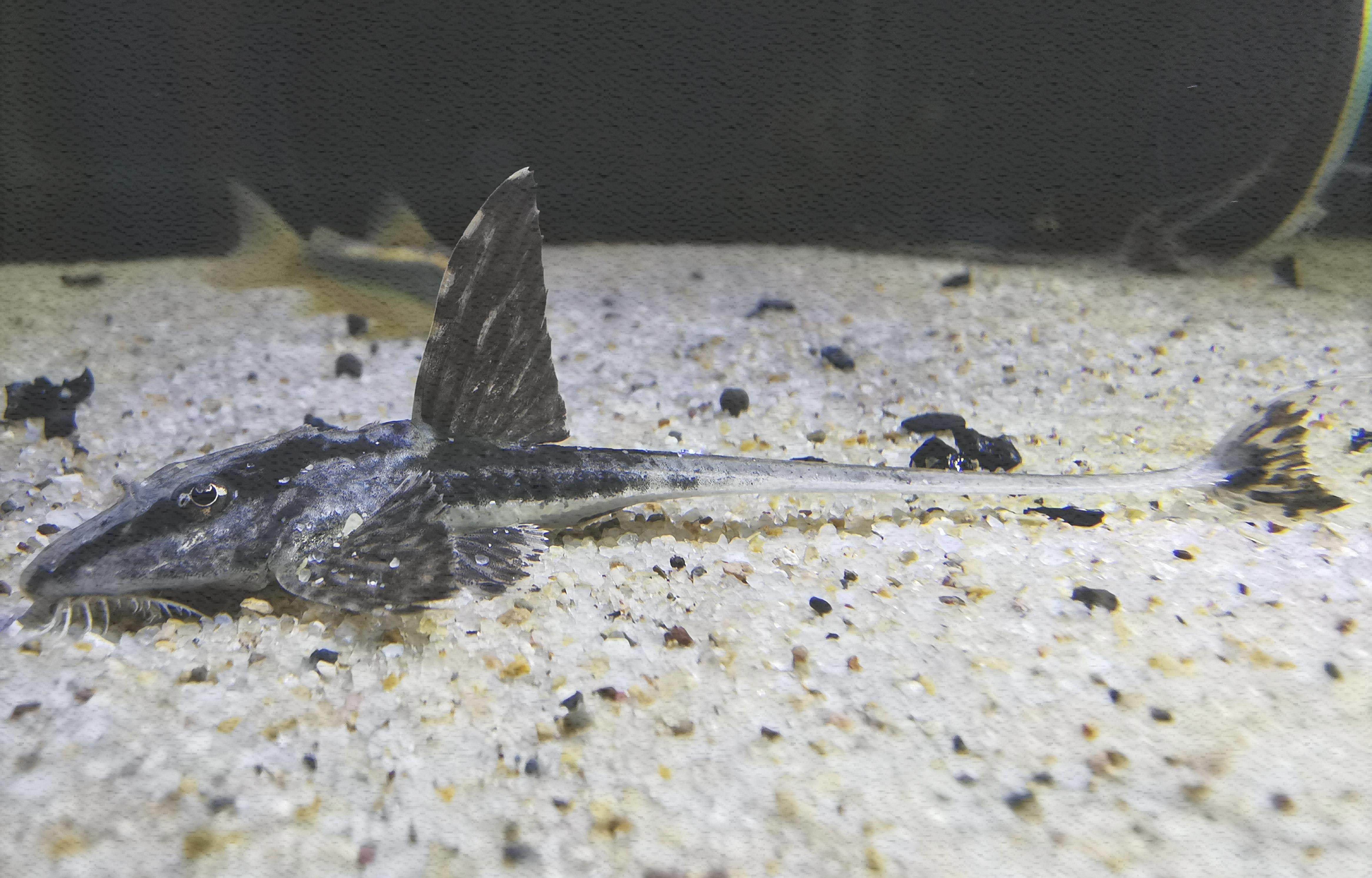 直升机魔神巨型二线南美异型工具4-6厘米鱼