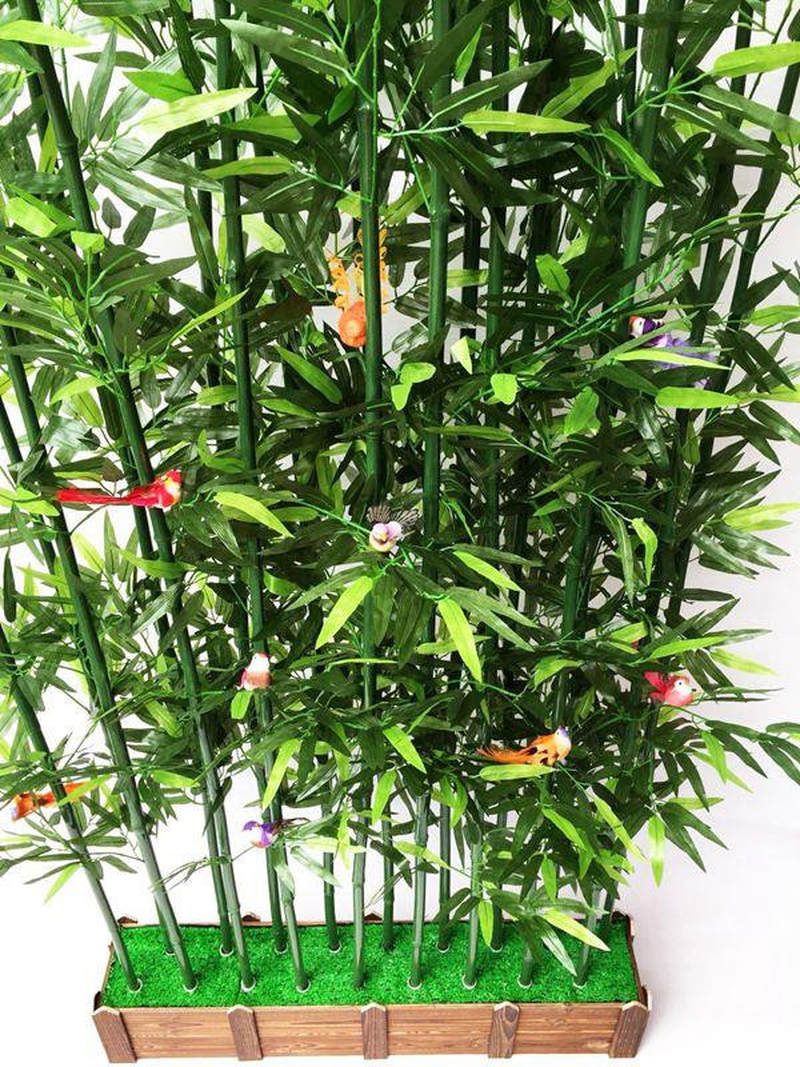 观赏竹(观赏竹子的竹笋可以吃吗)