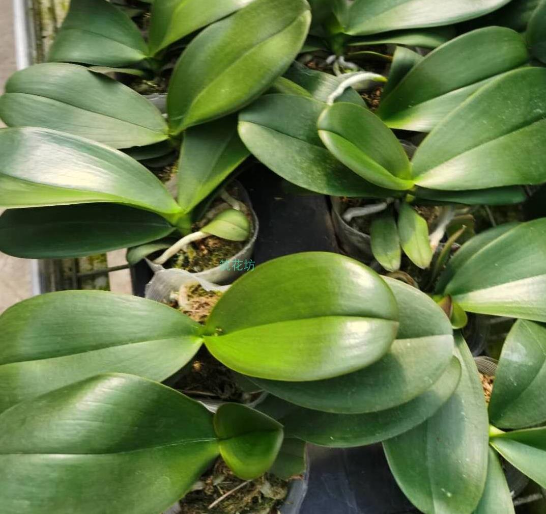 新品种蝴蝶兰花苗蝴蝶兰苗盆栽特级大苗开花包邮大花新品种