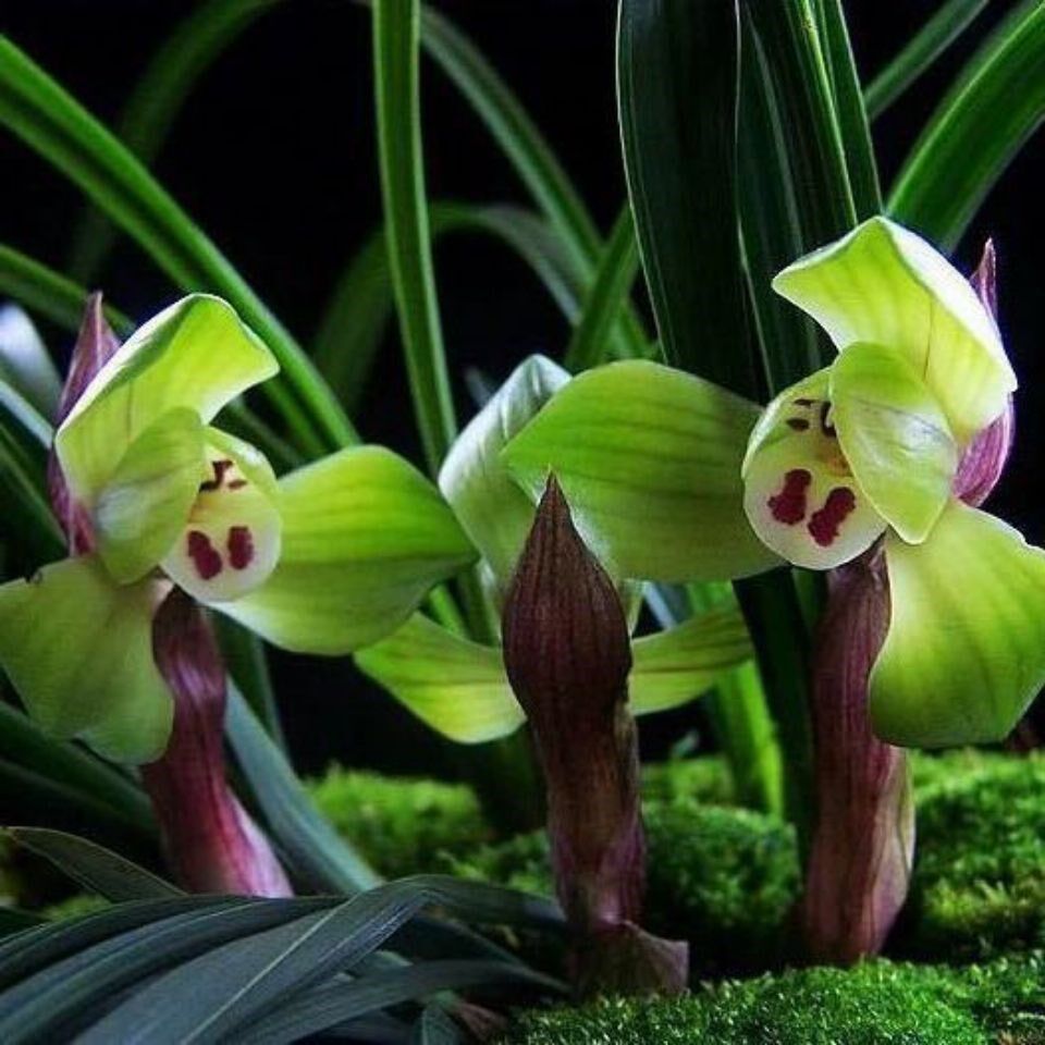 矮兰花-特价促销-优惠券领取-价格|多少钱|什么牌子好-35优惠券网站