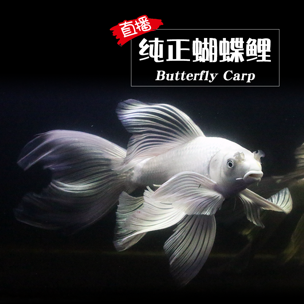 搜索"蝴蝶鲤活体纯种龙凤长尾"的优惠券结果页-搜券网