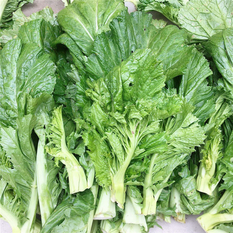 新鲜蔬菜芥菜叶棒菜青菜头叶子农家泡酸菜做梅干菜原料5斤装包邮