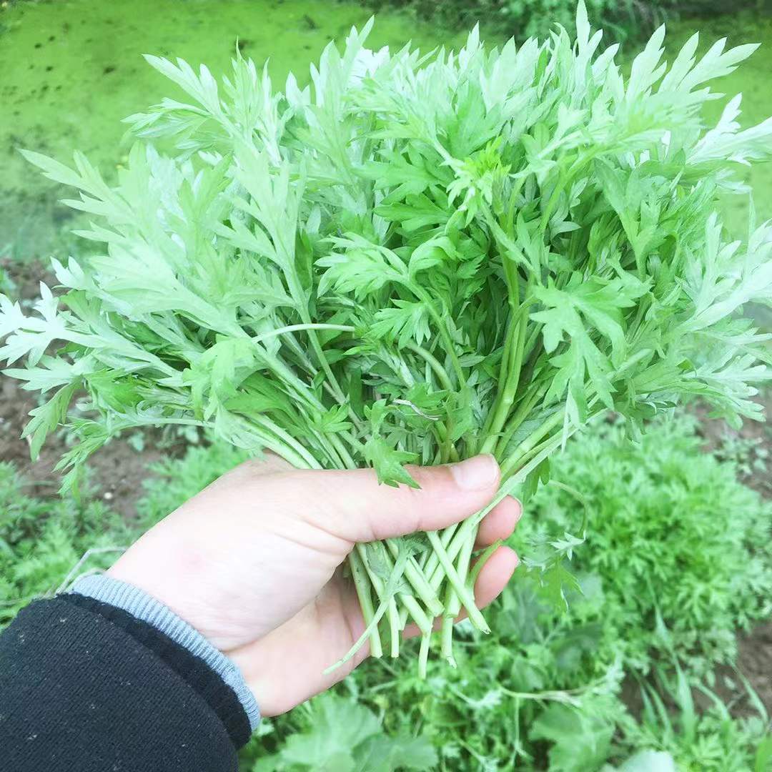 湖北新鲜艾叶野生艾草鲜嫩艾草叶清明糍粑青团纯现摘食用2斤包邮