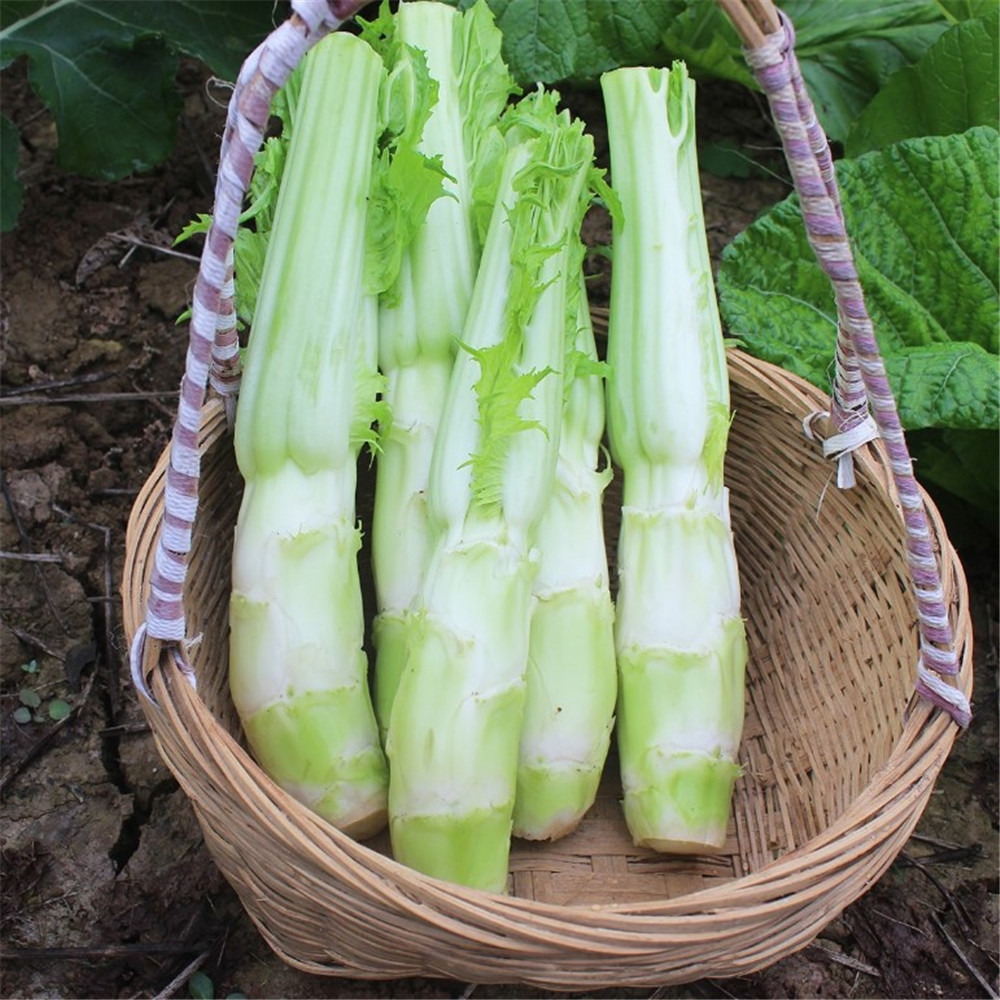 湖北农家自种新鲜棒棒菜青菜头菜心芥菜笋子老壳菜大头菜5斤包邮