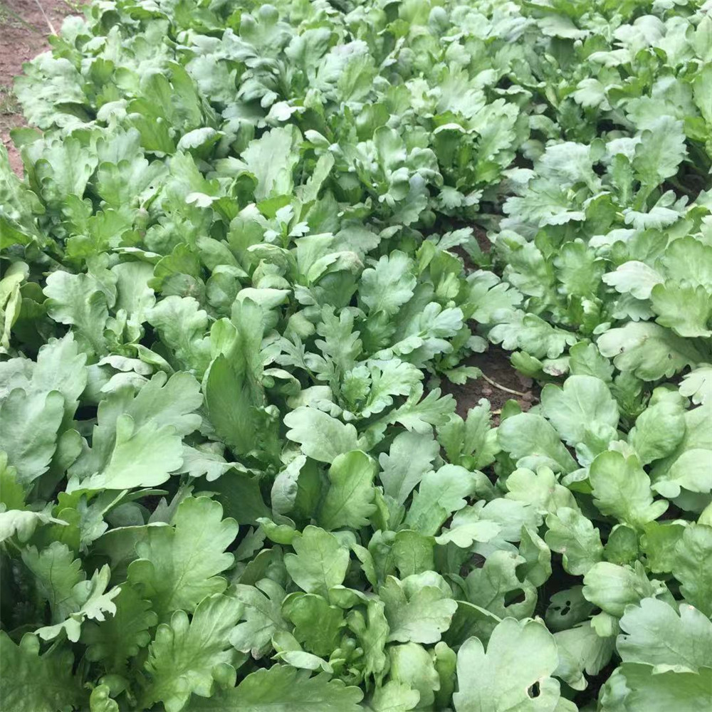 茼蒿湖北农家露天新鲜蔬菜大叶小叶蓬蒿菜蒿叶菜类