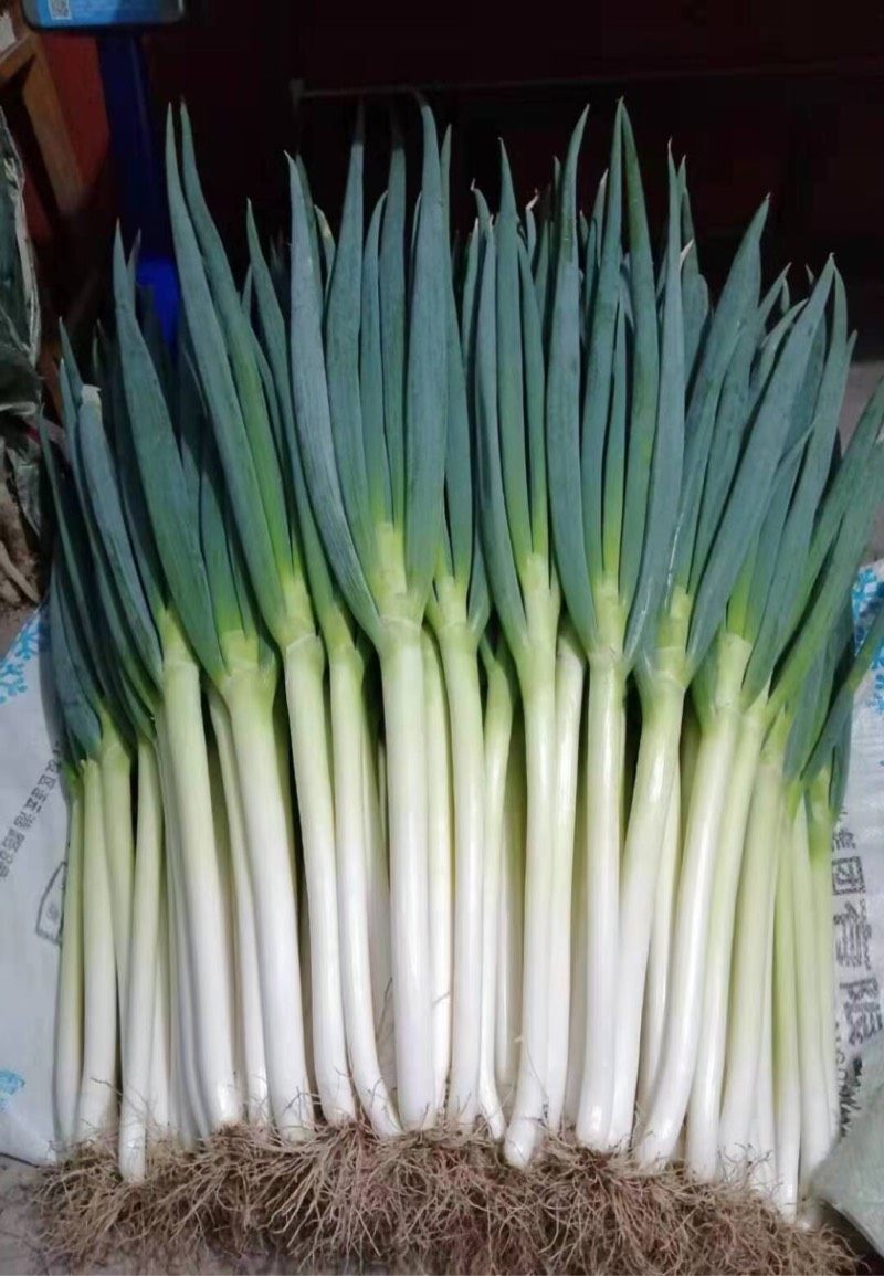 山东大葱 5斤铁杆大葱新鲜蔬菜农产品煎饼卷大葱去叶葱白包邮